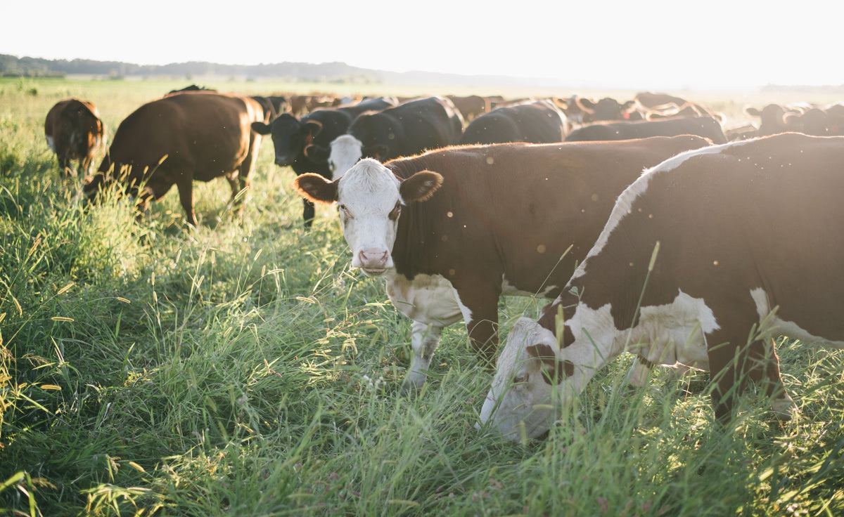 Sustainable or Regenerative?