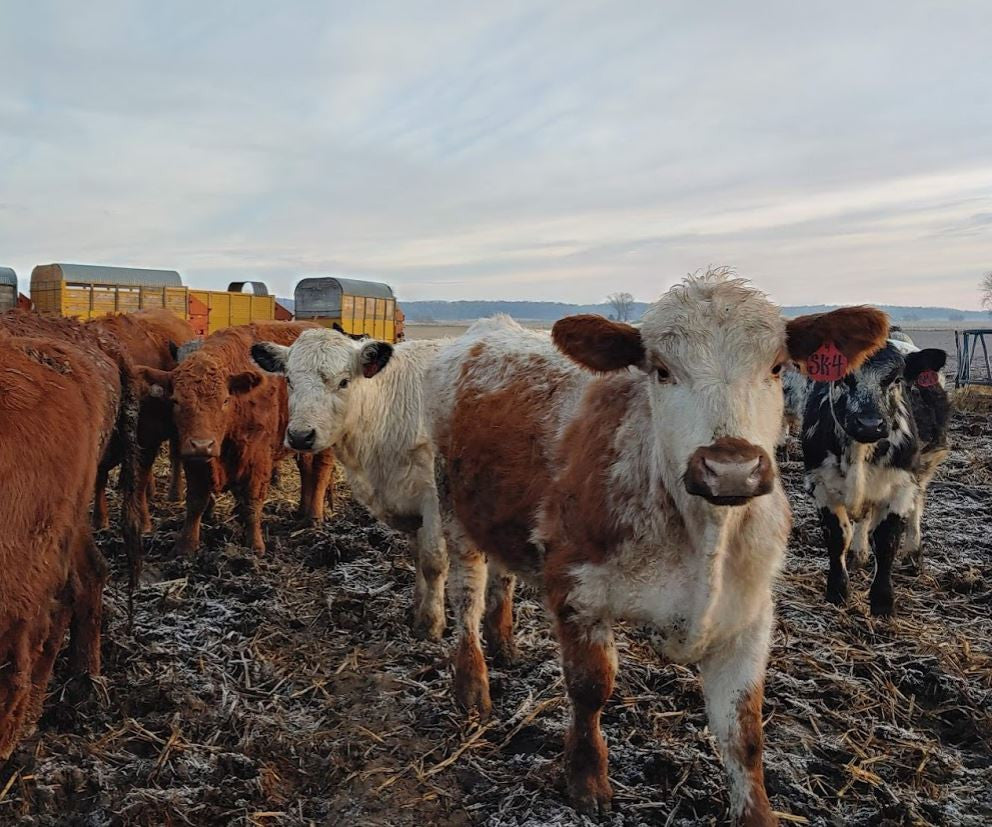 How many cows do we keep?