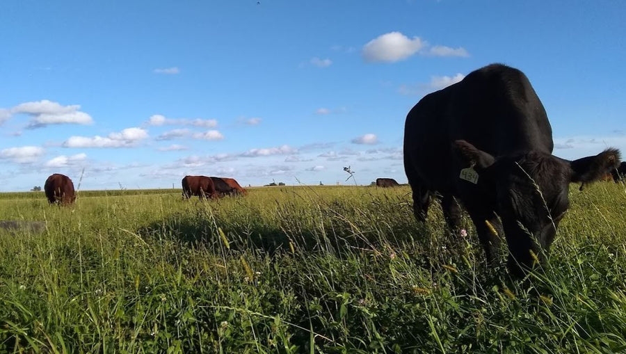 Preventing Soil Erosion with Grass-fed Beef