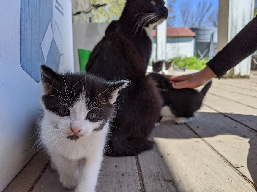 Mother's Day Kittens!