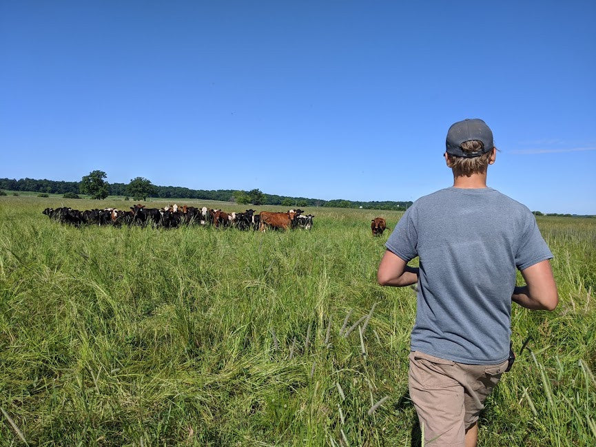 How we move beef cattle on pasture every day
