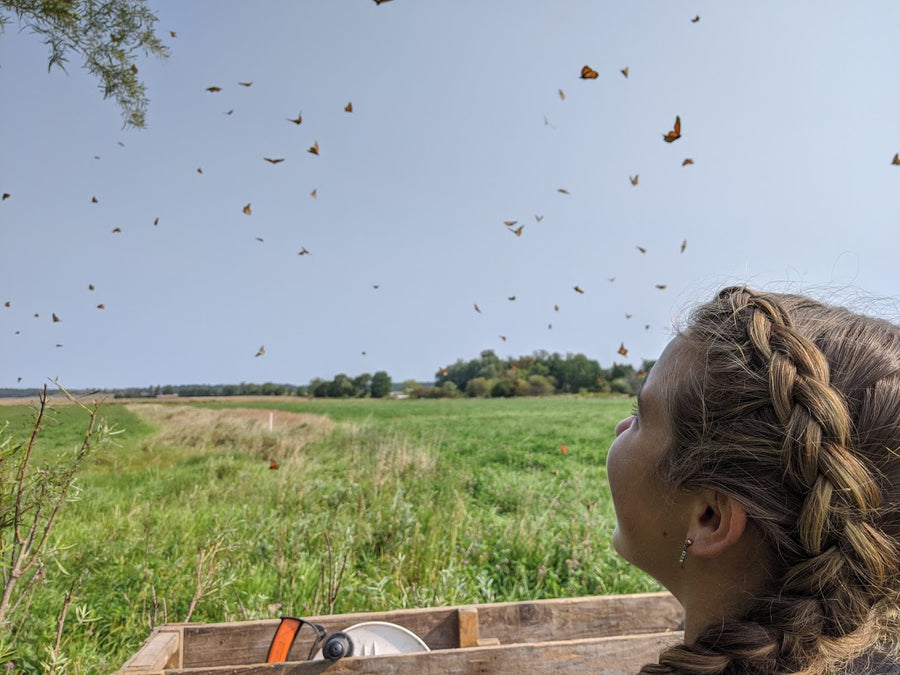How grass-fed beef benefits monarch butterflies