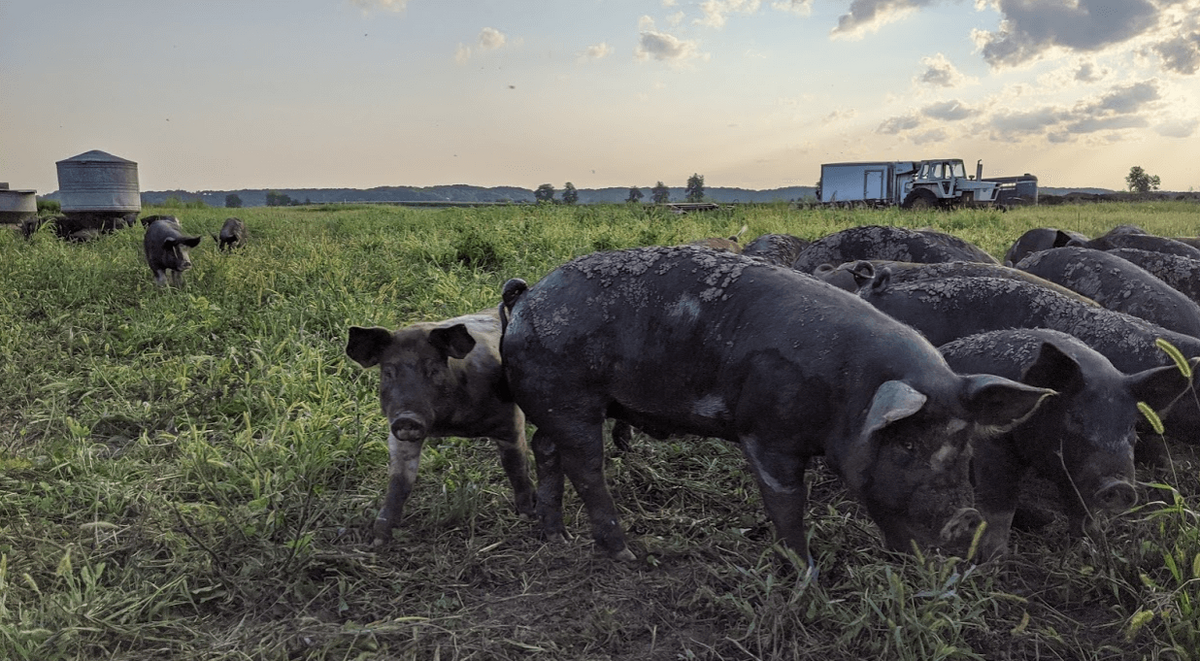 Seasonally Pasture Raised Pork