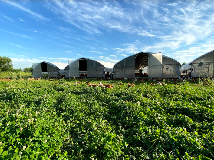 How our pastured chickens are raised