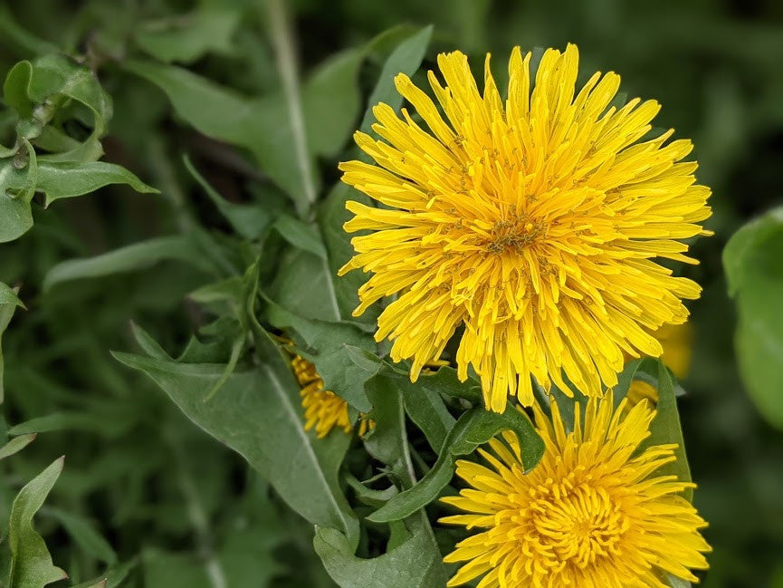 Are dandelions good for the soil?