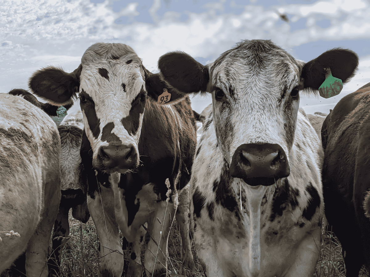 Does Breed Matter?