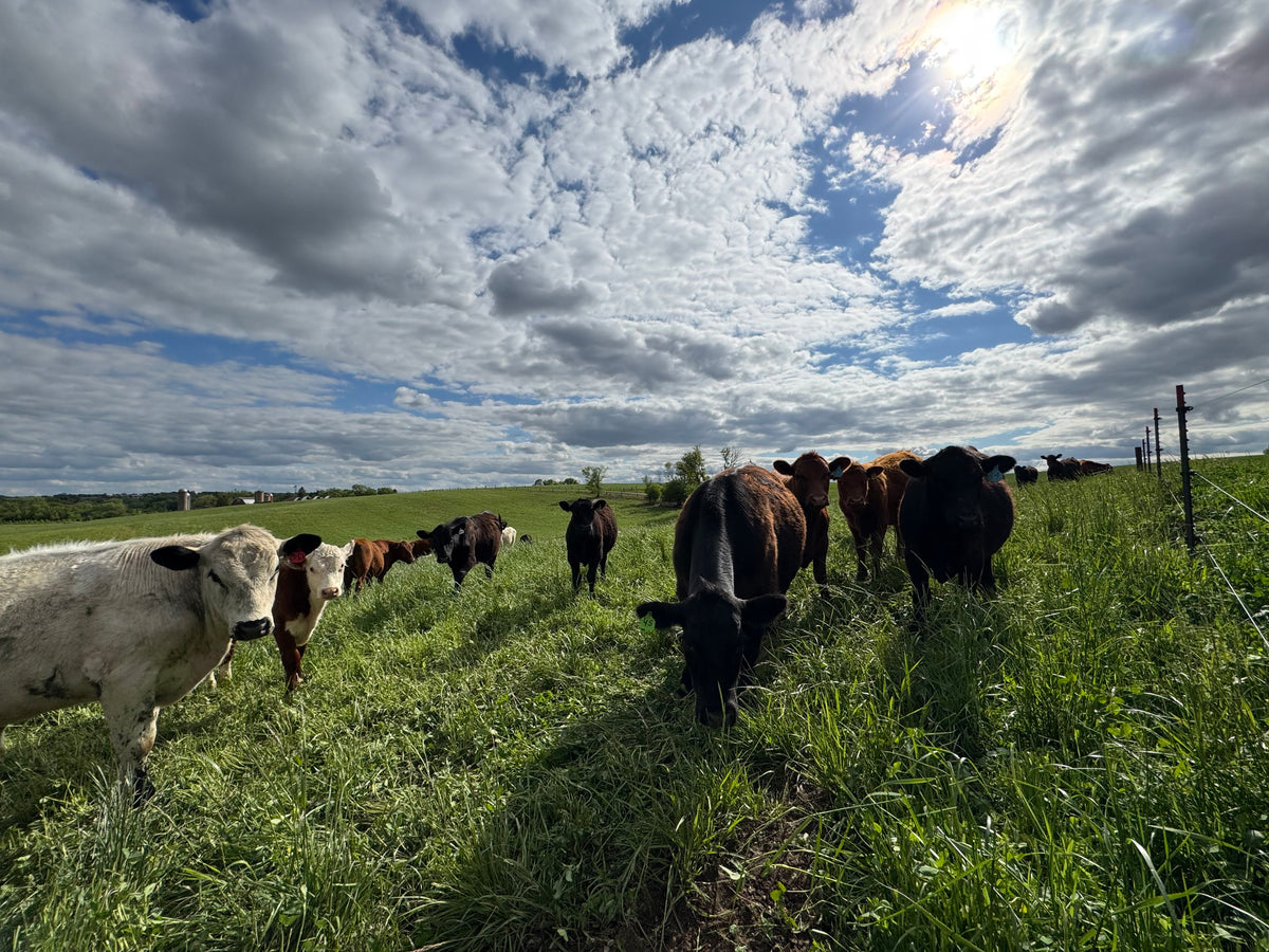 beef herd clouds