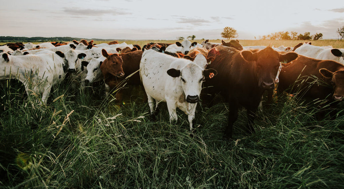 golden hour herd hero