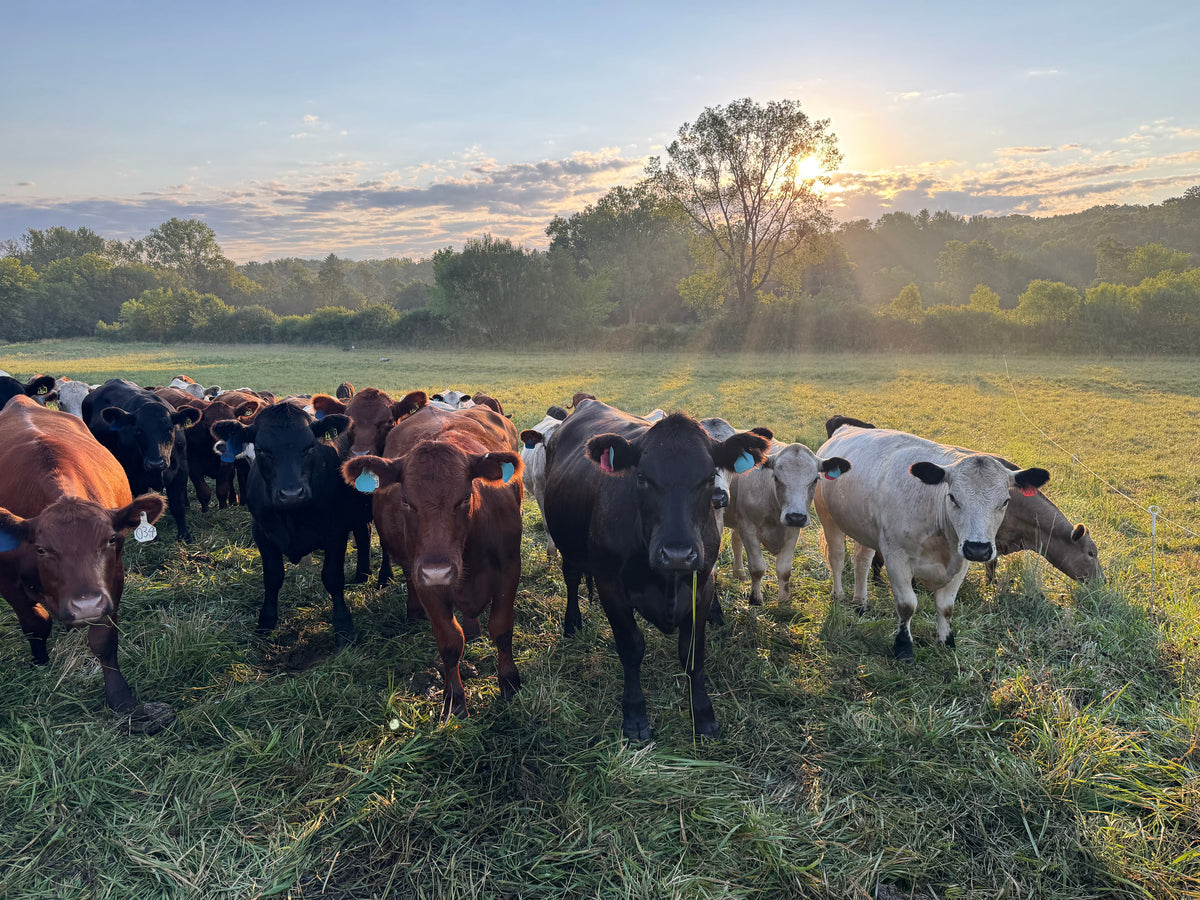 sunrise herd sunburst