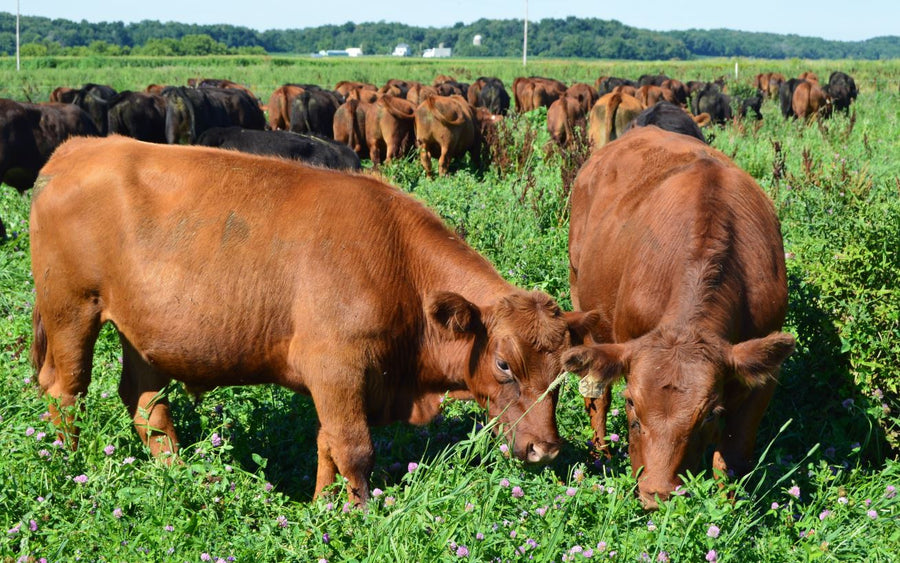 Top Quality Beef, Guaranteed