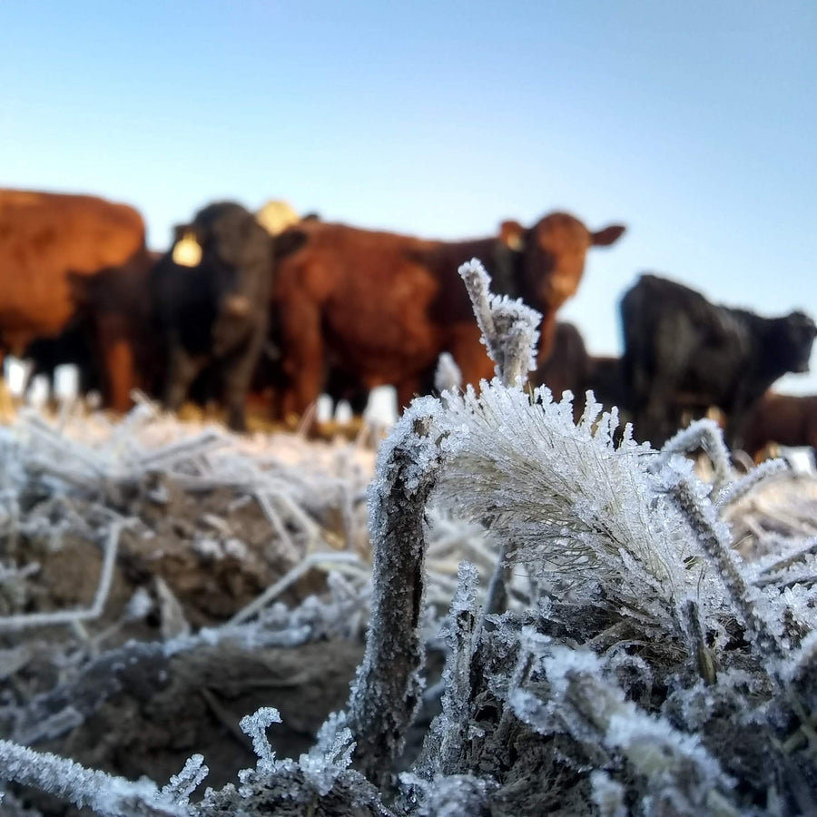 How do you feed grass-fed beef regeneratively in winter?