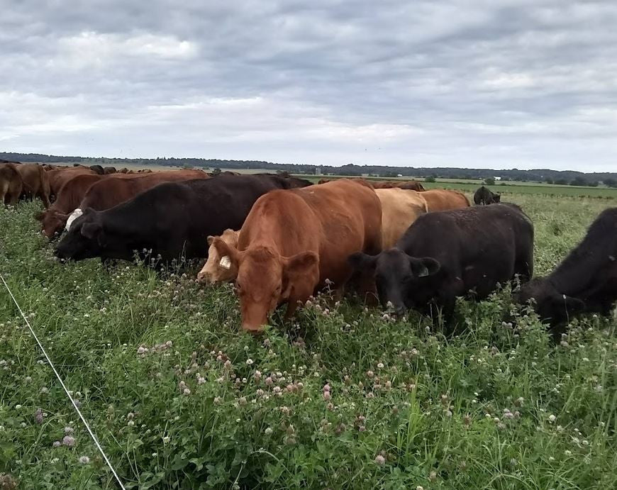 Meet the Beef