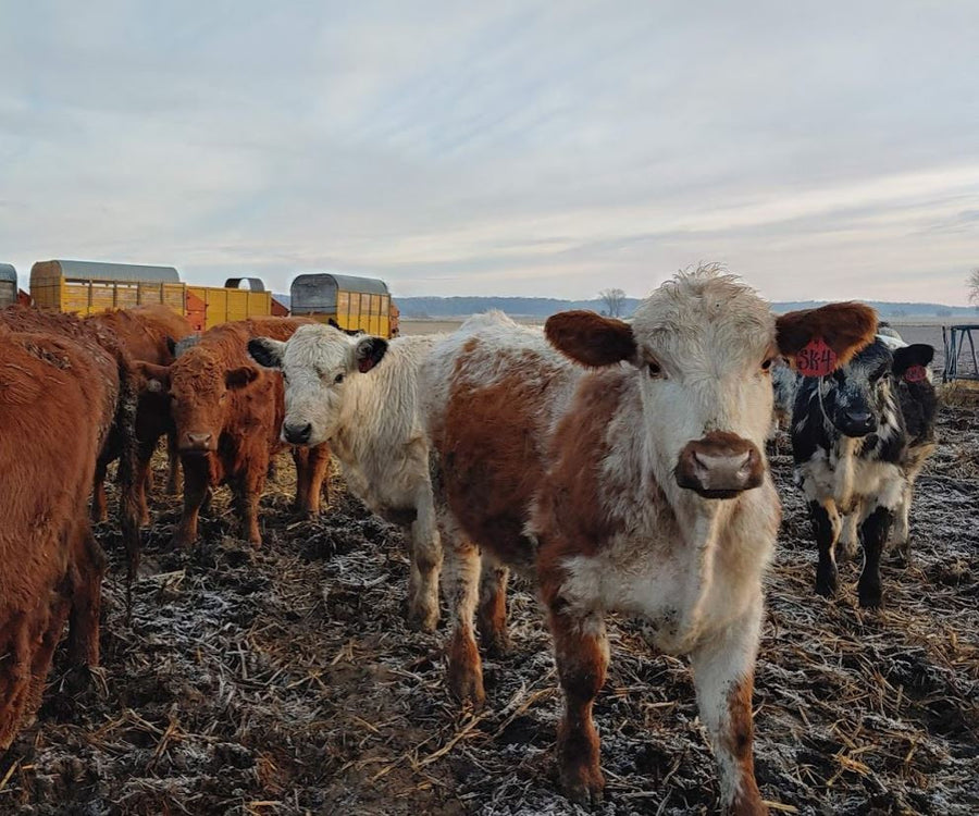 How many cows do we keep?