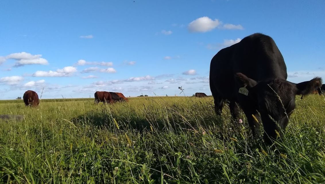 Preventing Soil Erosion with Grass-fed Beef