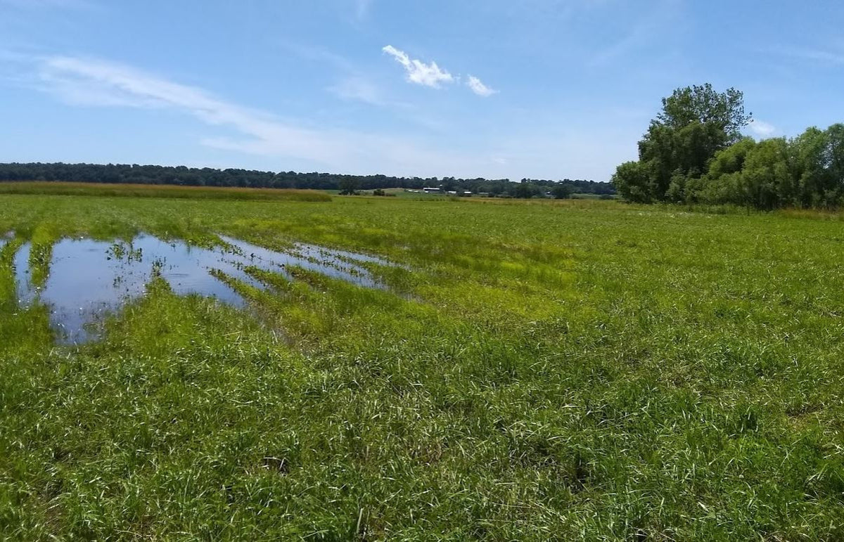 Are wetlands bad to have in your pastures?