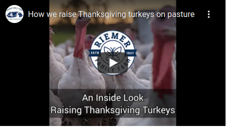 How we raise pastured turkeys for Thanksgiving