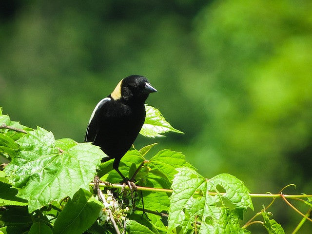How Bobolinks Benefit from Grass-fed Beef