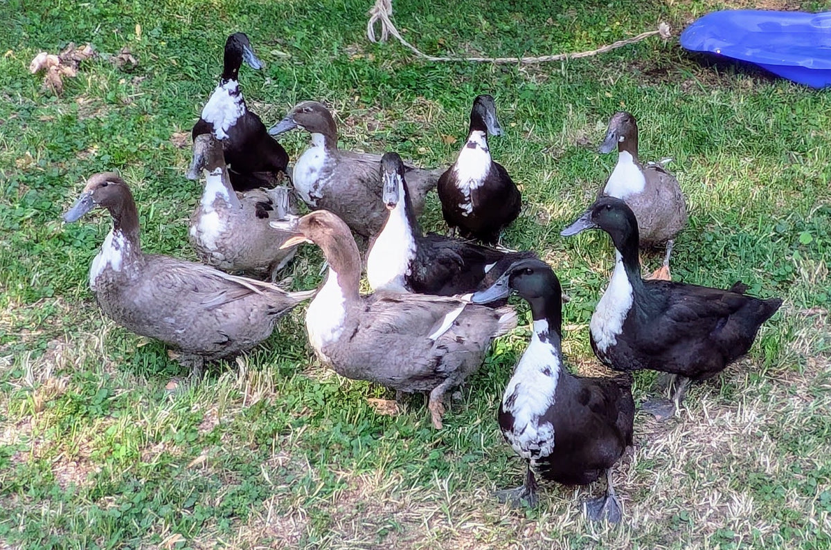 1/2 Dozen Duck Eggs