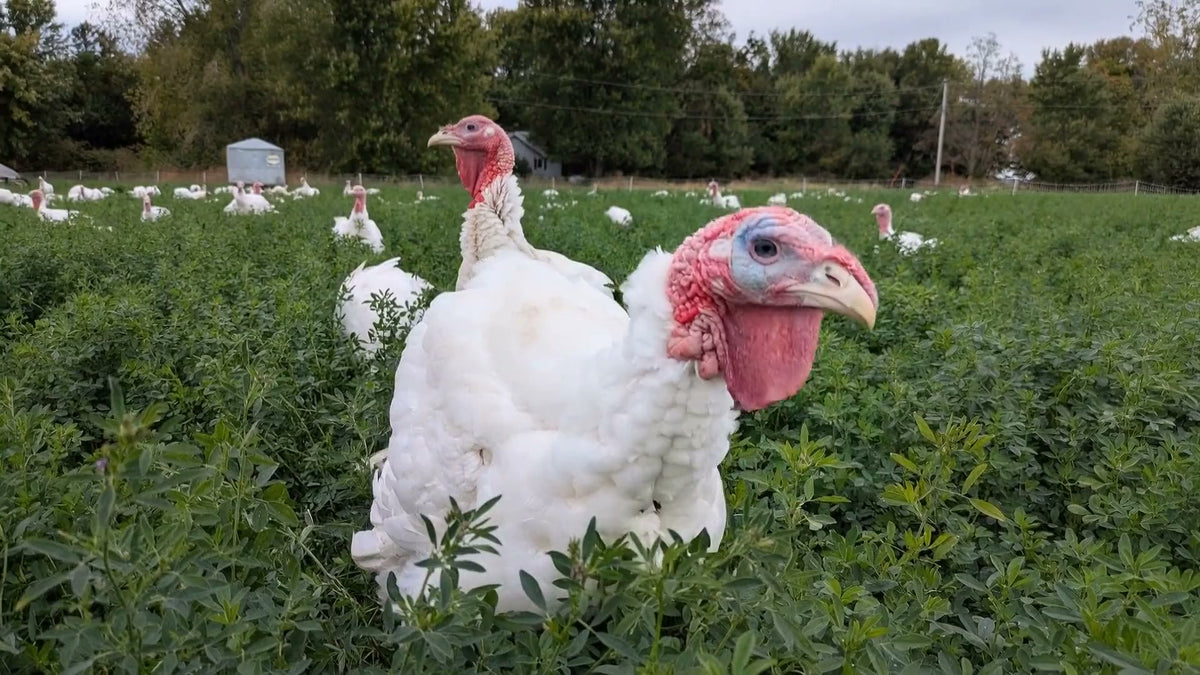 Chicken & Turkey