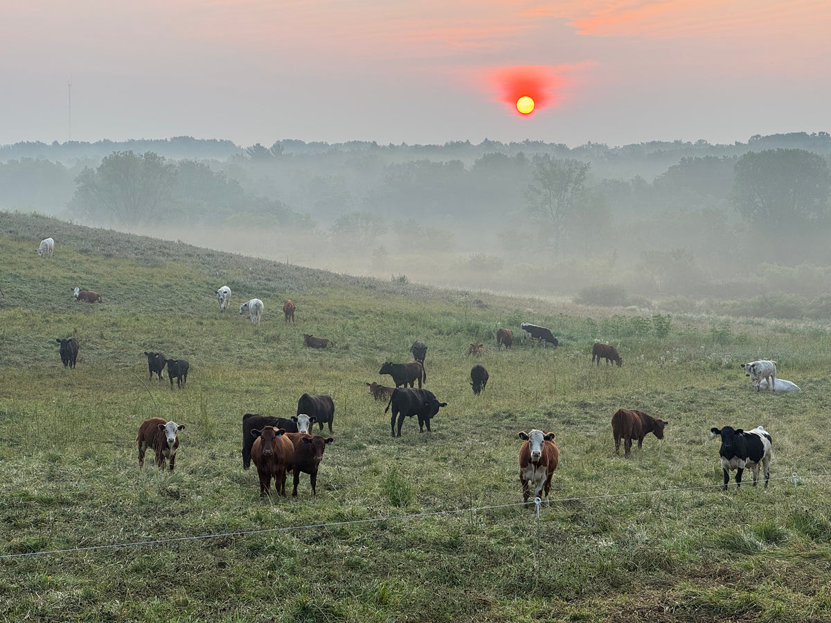 misty sunrise herd
