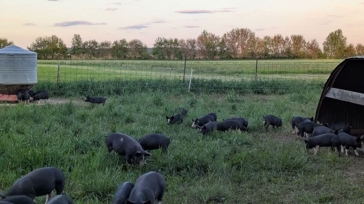 Pork