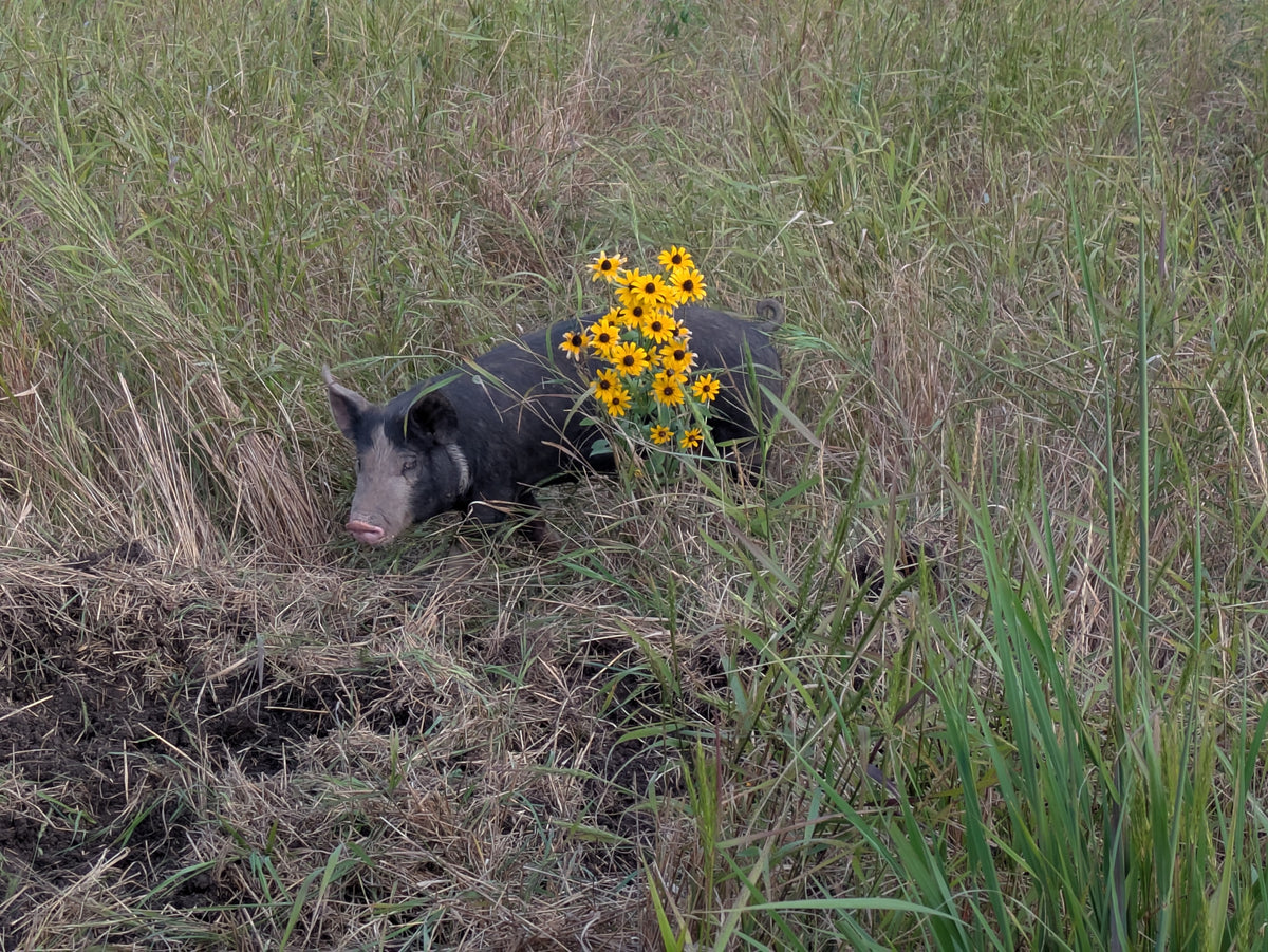 pork pig wildflowers