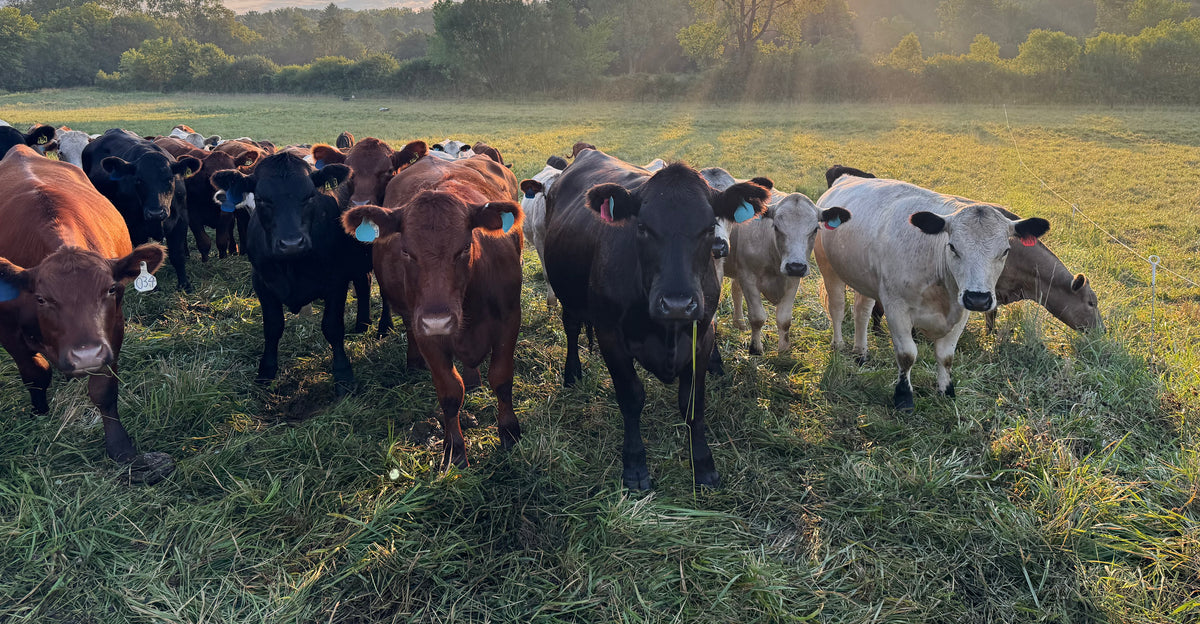 sunrise herd hero