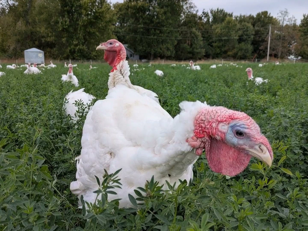 Riemer turkeys on pasture in Brodhead, Wisconsin